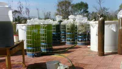 鹽藻采收分離機(jī)-廣州富一